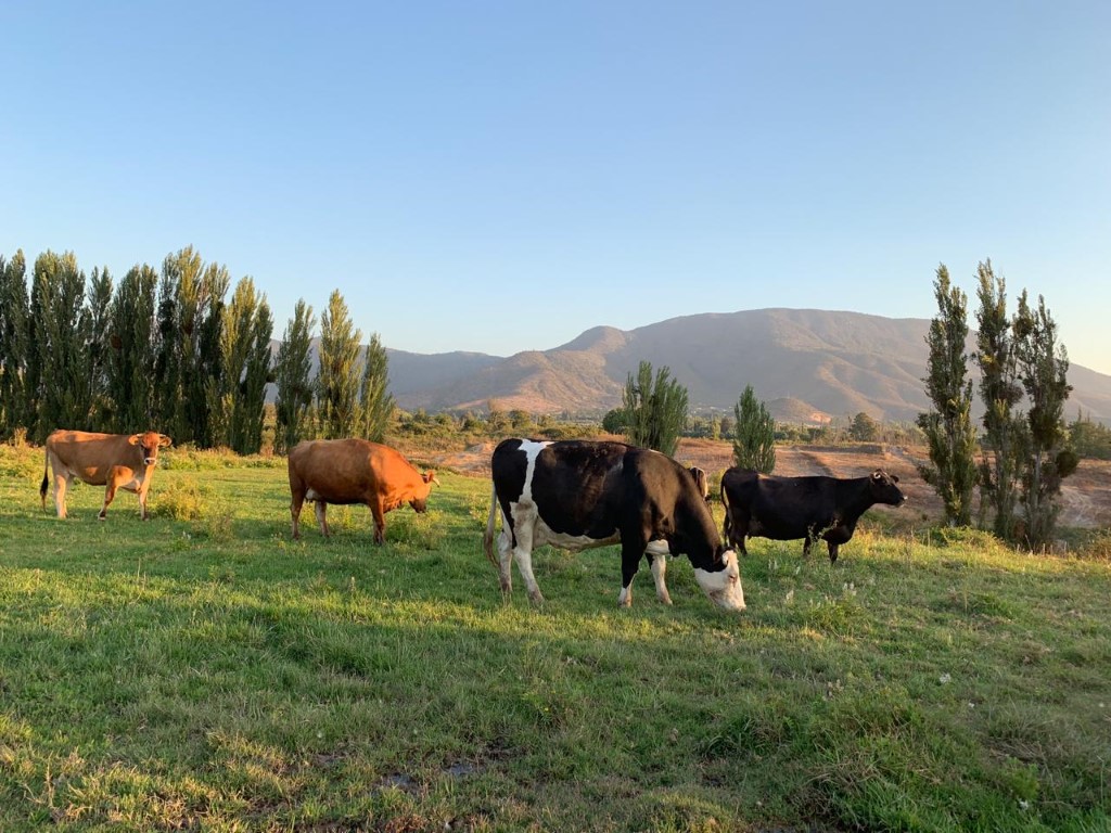 Granja El Molino (8)